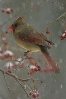 Northern Cardinal.jpg